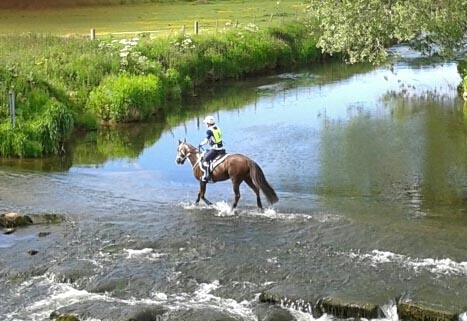 Endurance Horses For Sale UK